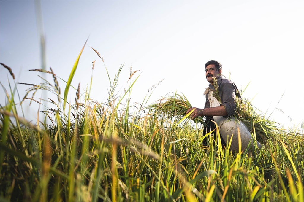 Growing Green: How Sustainable Farming Can Feed the World’s Expanding Population